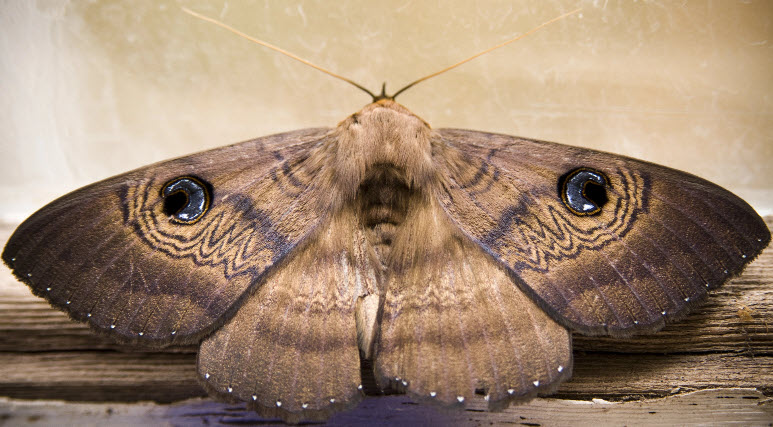 moths are insects