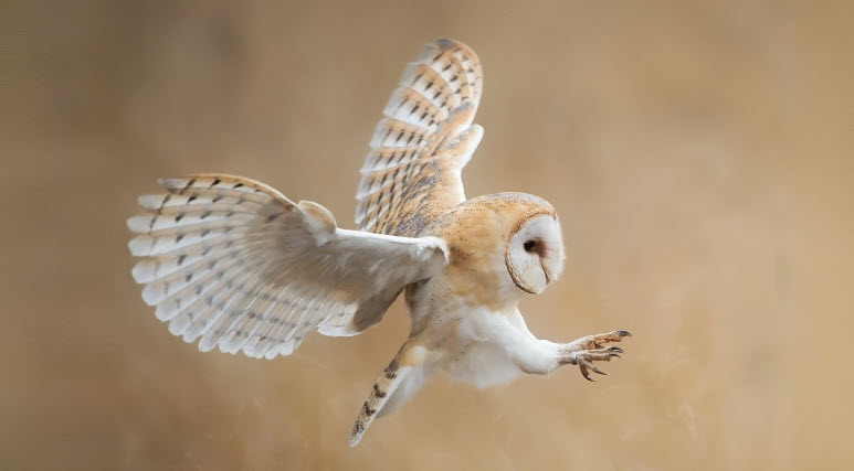 owls are birds
