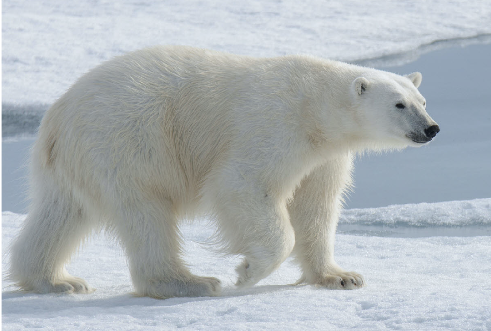 polar bear wild animal