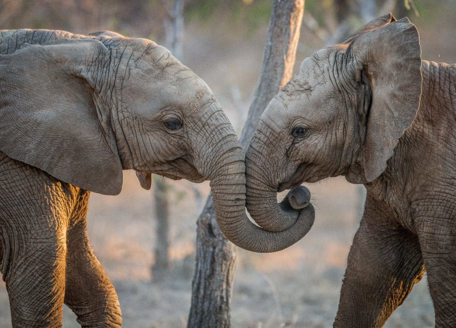 Two young elephants playing