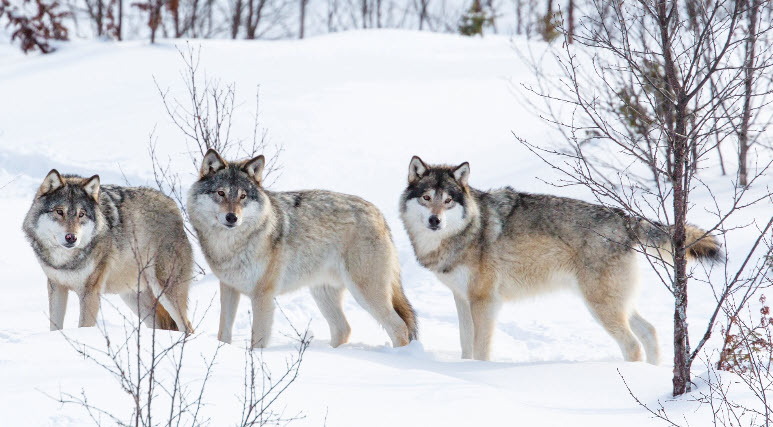 wolves are mammals